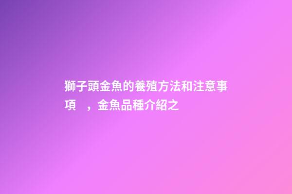 獅子頭金魚的養殖方法和注意事項，金魚品種介紹之(獅子頭)
